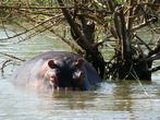 Cestopis z jihozpadn sti Etiopie: Hroch na mlin jezera Chamo