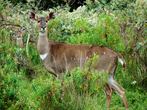 Cestopis z jihozpadn sti Etiopie, nrodn park Bale: Samice antilopy nyaly horsk v rezervaci Bale