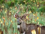 Cestopis z jihozpadn sti Etiopie, nrodn park Bale: samec antilopy nyaly horsk. Ty kvtiny, mezi ktermi stoj, se nazvaj knifofie, lidov Kleopatina jehla (Kniphofia foliosa)