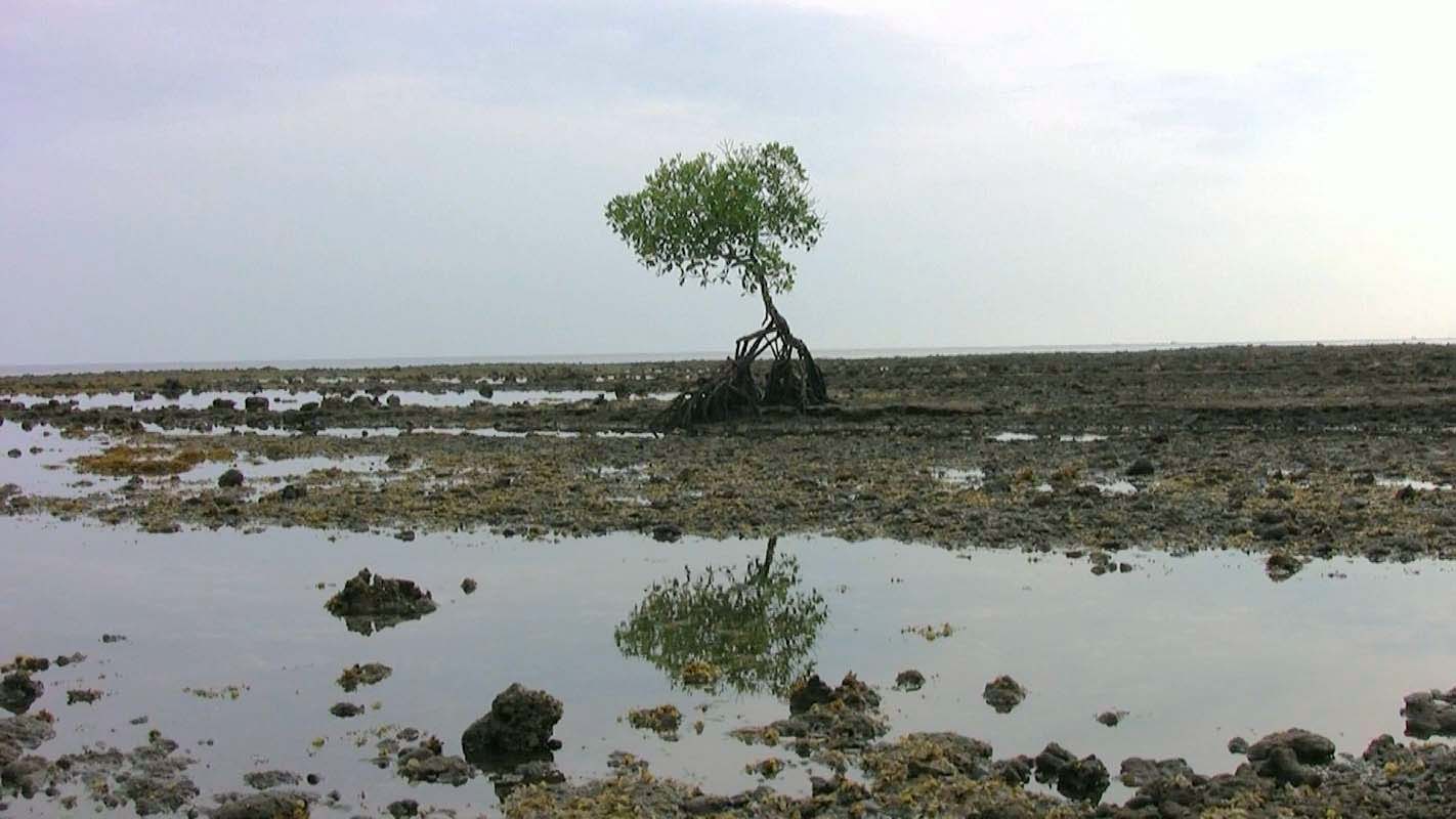Obrzky ke strnce cestopis Indonsie: osaml mangrovnk v oblasti Mathari beach na severnm Bali