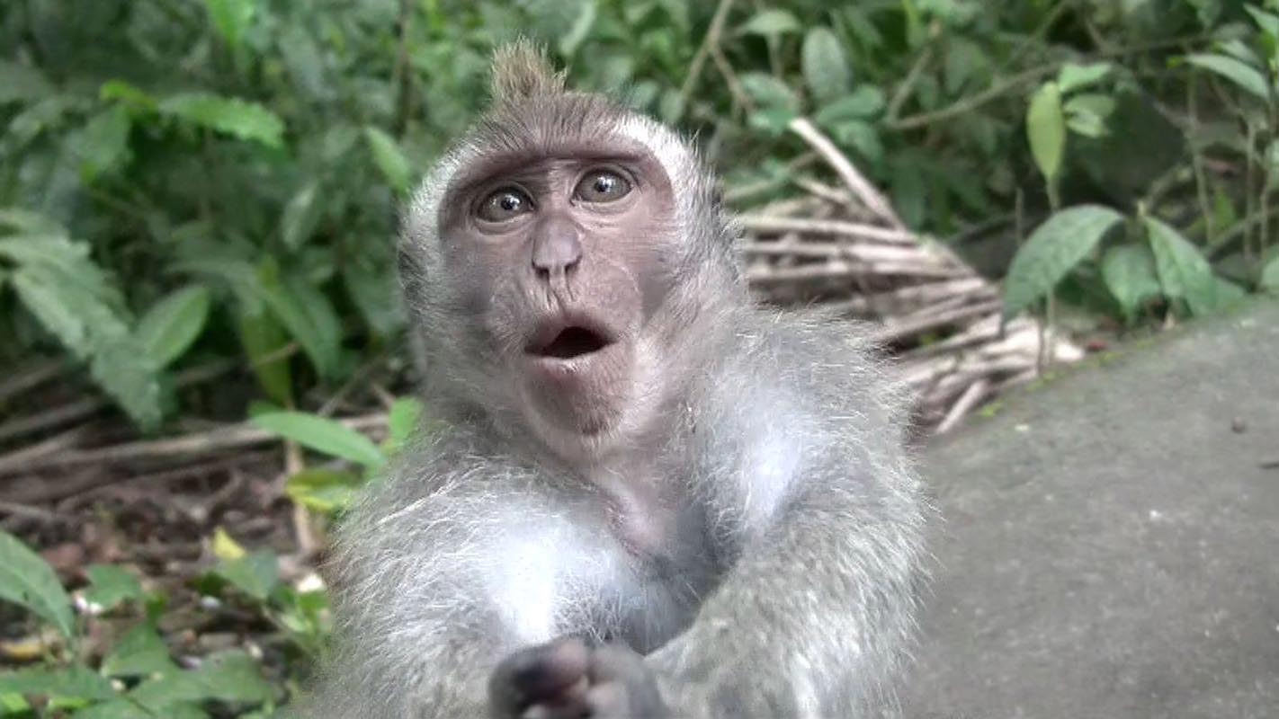 Obrzky ke strnce cestopis Indonsie: Monkey forest na ostrov Bali - petahuji se s opic o kameru