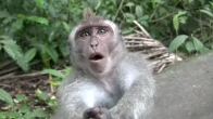Obrzky ke strnce cestopis Indonsie: Monkey forest na ostrov Bali - petahuji se s opic o kameru