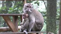 Obrzky ke strnce cestopis Indonsie: opice u vodopdu Grojovan Sewu na ostrov Java
