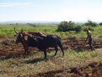 Cestopis z Madagaskaru: Mu orajc se zebu