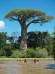 Cestopis z Madagaskaru: Dti se koupou v jezrku u baobab