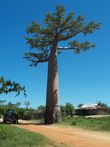 Cestopis z Madagaskaru: Baobab pmo u cesty