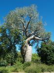 Cestopis z Madagaskaru: zamilovan baobaby