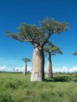 Cestopis z Madagaskaru: Baobaby