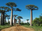 Cestopis z Madagaskaru: Baobaby v aleji baobab