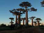 Cestopis z Madagaskaru: Soumrak v aleji baobab