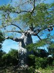 Cestopis z Madagaskaru: Nejvt baobab na severu