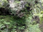 Riberio Frio - levda Portela - vegetace u levdy, Madeira
