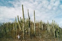 Kaktusov pole - pro srovnn - mm bez deseti centimetr dva metry | Mexiko