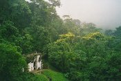 Chrm listovho ke | Palenque, Mexiko