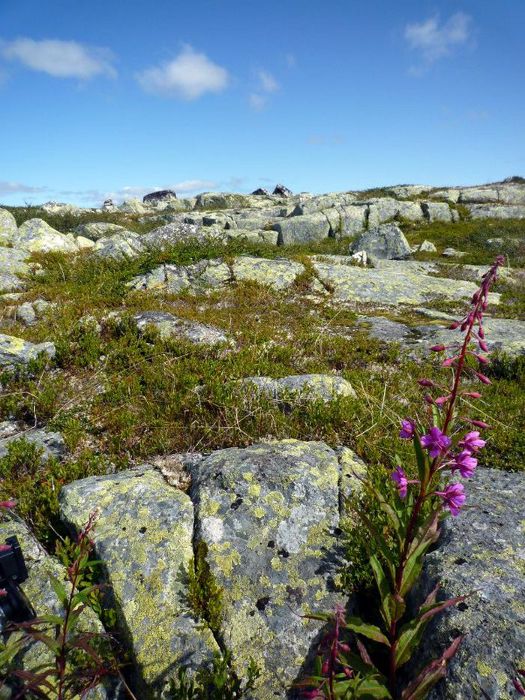 Obrzky k cestopisu Norsko: Nhorn ploina Hardangervidda