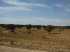 Cestou na jih Tunisu jsme projdli kolem nekonench fkovnkovch plant