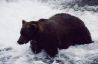 Medvěd v n.p. Katmai, Aljaška