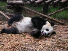 Panda | Chengdu, China