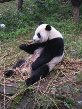 Panda | Chengdu, China