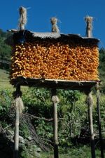Zsoby kukuice | Oblast Annapurna, Nepl