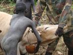 Jihozápadní Etiopie, údolí Omo, Kibish: nastřelení krávy, Cow blood ceremony, zachytávání krve do kalabaše
