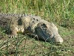 Cestopis z jihozápadní části Etiopie: krokodýl na břehu jezera Chamo. Bylo zjištěno, že tady, u jezera Chamo žijí největší krokodýli v Africe vůbec, t.j. 6-7 metrů.