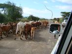 Cestopis z jihozápadní části Etiopie: u jezera Chamo jsme museli doslova kličkovat mezi dobytkem.