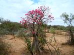 Cestopis jihozápadní Etiopie, údolí Omo: v této oblasti jsme na mnoha místech viděli pouštní růže. Byly to v době naší návštěvy jedny z nejnápadněji kvetoucích stromů. Jedná se o adenium naběhlé - Adenium obesum.