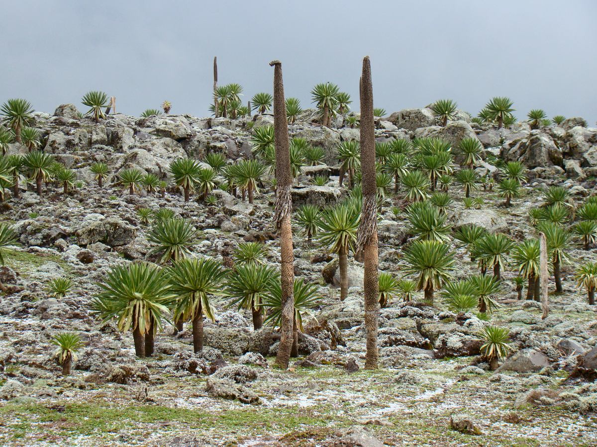 Cestopis z jihozpadn sti Etiopie, nrodn park Bale: na nhorn ploin Bale v nadmosk vce skoro tyi tisce metr je mon vidt ob lobelie (Lobelia rhynopethalum).