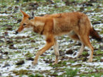 Cestopis z jihozápadní části Etiopie, národní park Bale: na náhorní plošině pohoří Bale žijí poslední zbytky populace vlčků etiopských. Připomínají lišku na vysokých nohách. Čím více se rozvíjí pastevectví, tím méně mají vlčci prostoru pro život a tak už jsou k vidění jenom ve dvou rezervacích - tady v Bale a v pohoří Simien.