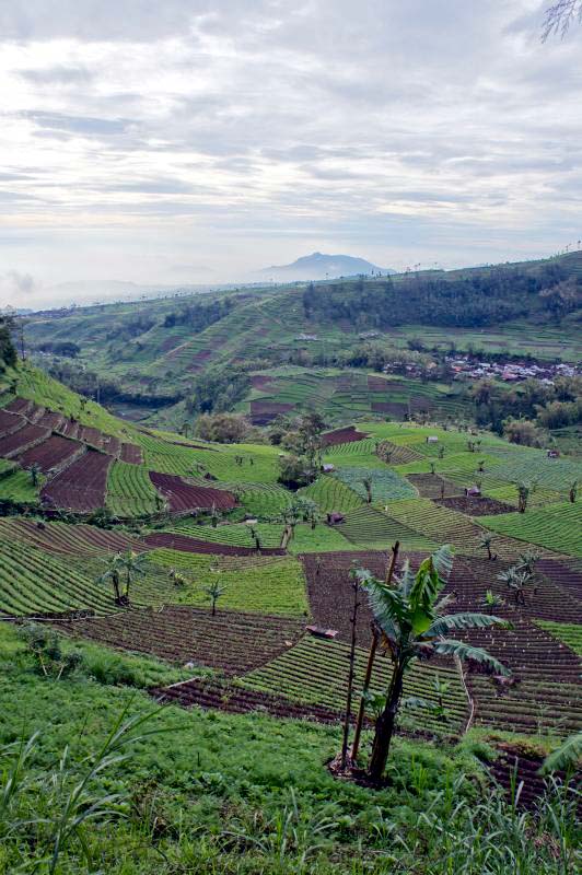 Obrzky ke strnce cestopis Indonsie: terasovit pole pod mstem Sarangan na ostrov Jva