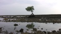 Obrázky ke stránce cestopis Indonésie: osamělý mangrovník v oblasti Mathari beach na severním Bali