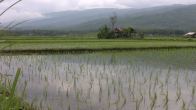 Obrázky ke stránce cestopis Indonésie: rýžové pole s chatrčí, severní Bali