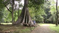 Obrázky ke stránce cestopis Indonésie: V botanické zahradě Kebun Raya ve městtě Bogor, ostrov Java