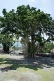 Obrázky ke stránce cestopis Indonésie, Java: posvátný strom u chrámu Mendut