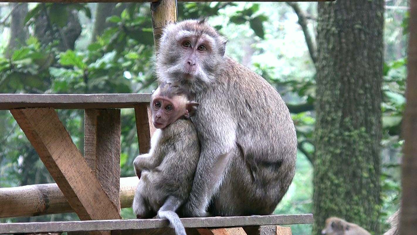 Obrzky ke strnce cestopis Indonsie: opice u vodopdu Grojovan Sewu na ostrov Java