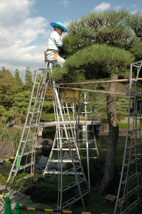 Obrzky k cestopisu Japonsko: Zahradnci petrhvaj jehli borovic