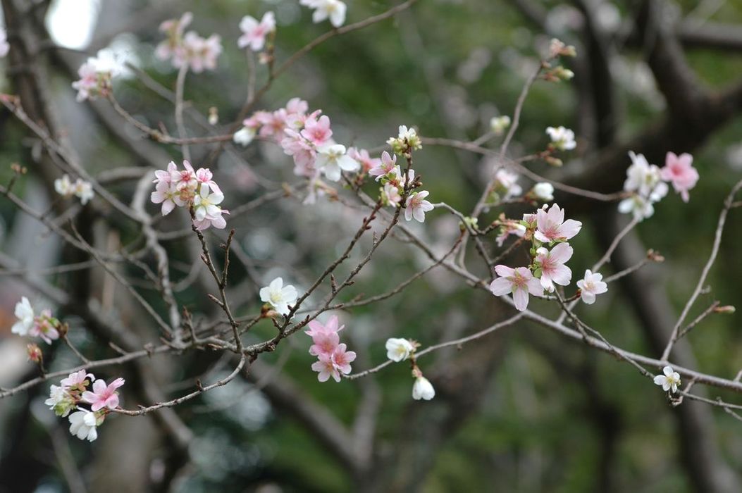 Obrzky k cestopisu Japonsko: Sakury kvetouc na podzim