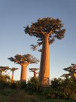 Cestopis z Madagaskaru: baobaby poblíž aleje baobabů