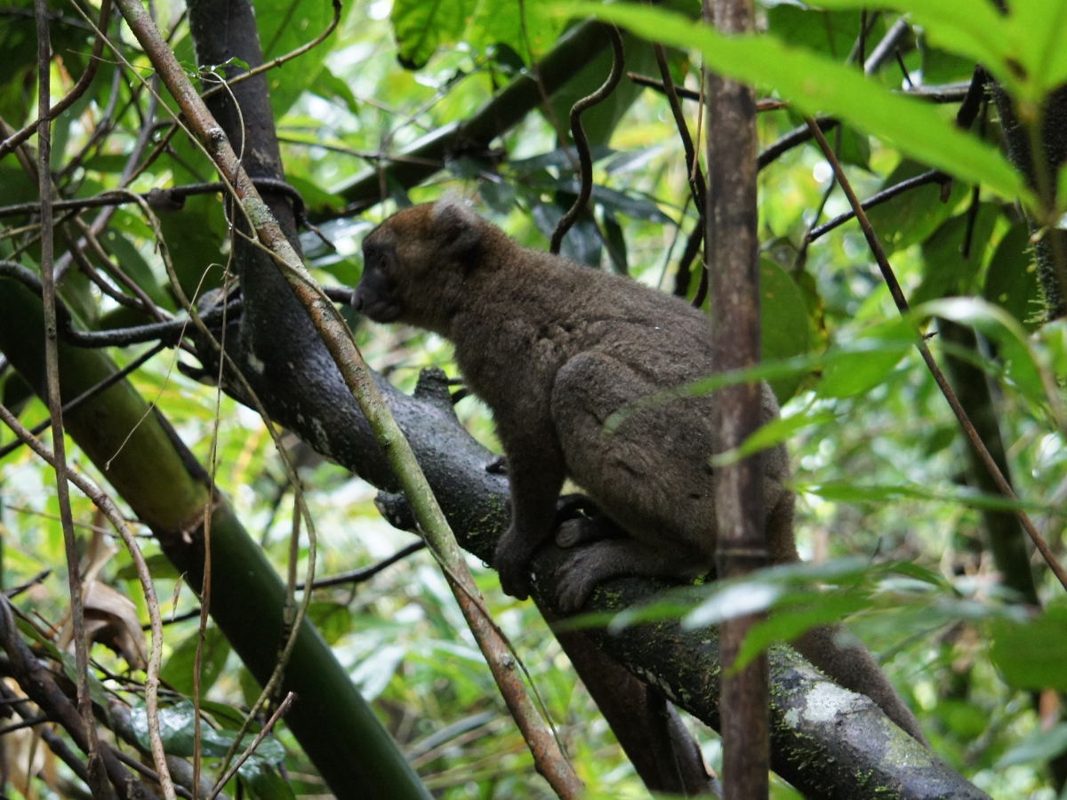 Cestopis z Madagaskaru: bamboo lemur