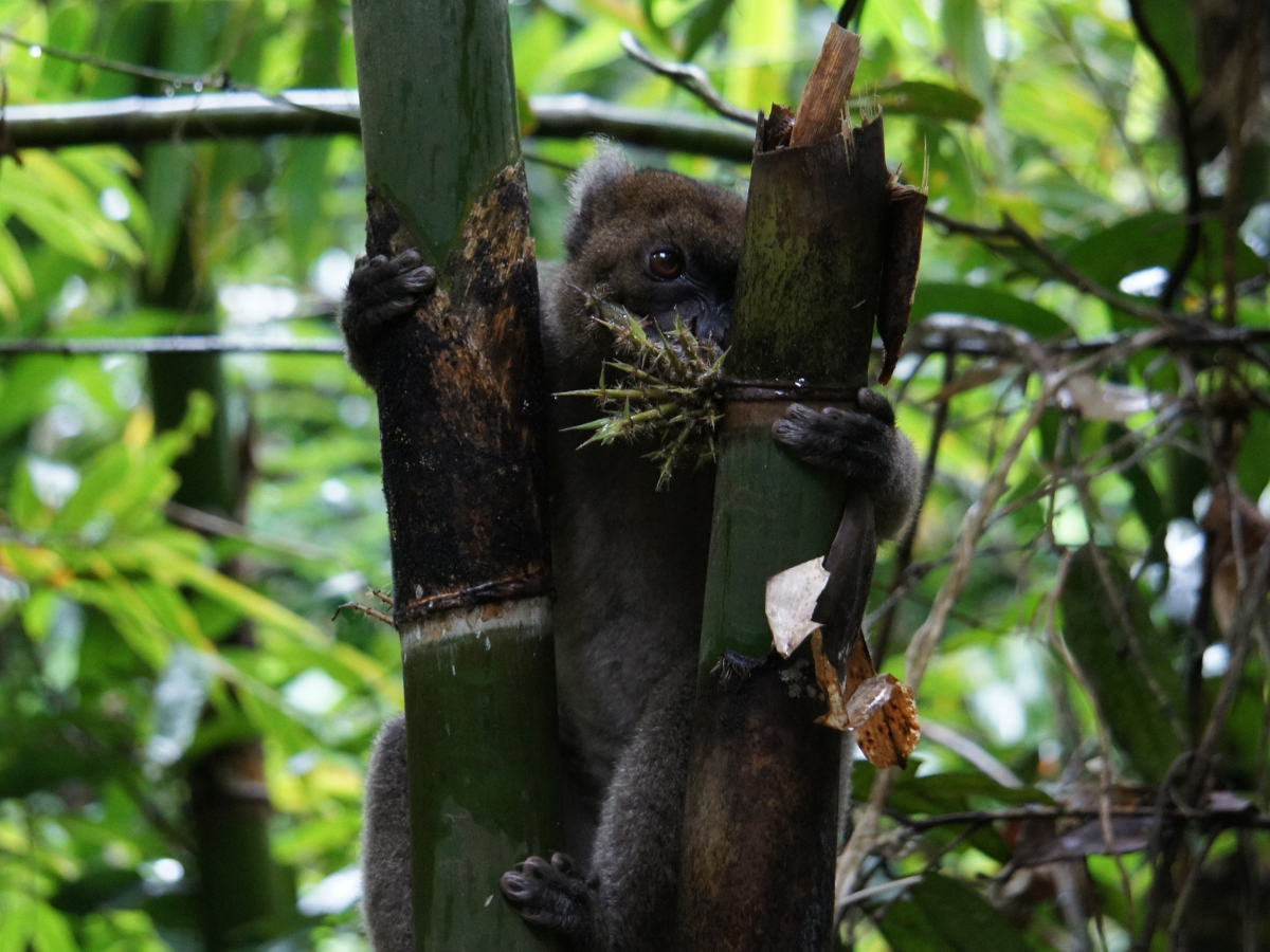 Cestopis z Madagaskaru: bamboo lemur