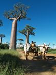 Cestopis z Madagaskaru: Kára tažená zebu