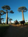Cestopis z Madagaskaru: kára tařená zebu