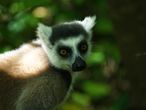 Cestopis z Madagaskaru: lemur kata, detail hlavy