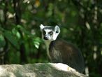 Cestopis z Madagaskaru: lemur catta v rezervaci Anja