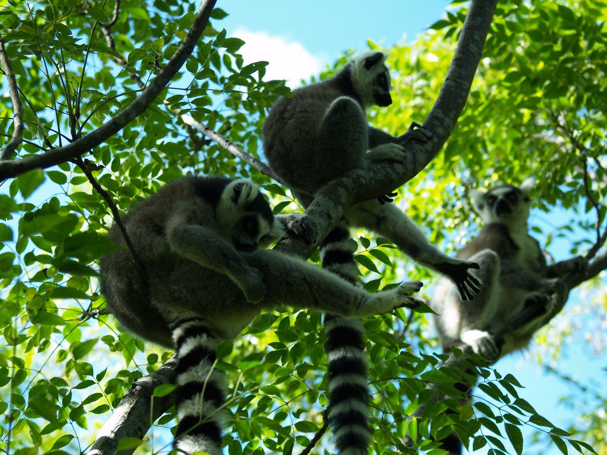 Cestopis z Madagaskaru: lemui kata na srom