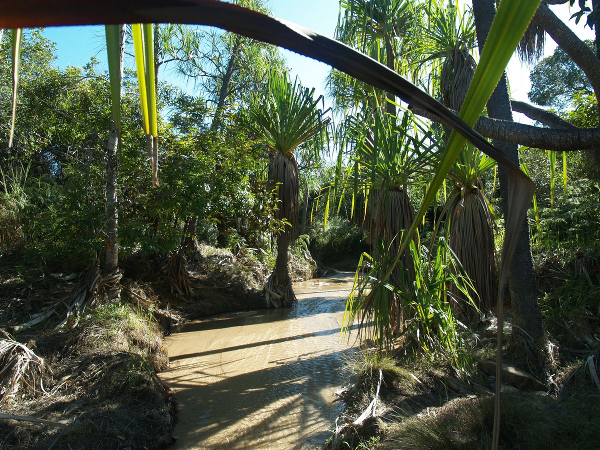 Cestopis z Madagaskaru: Pokok, který teče do Piscine naturel