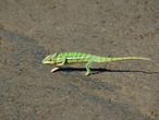 Cestopis z Madagaskaru: Chameleon