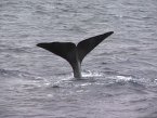 Cestopis Norsko - ocas velryby