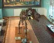 Tarbosaurus v Muzeu | Mongolsko, Ulnbtar